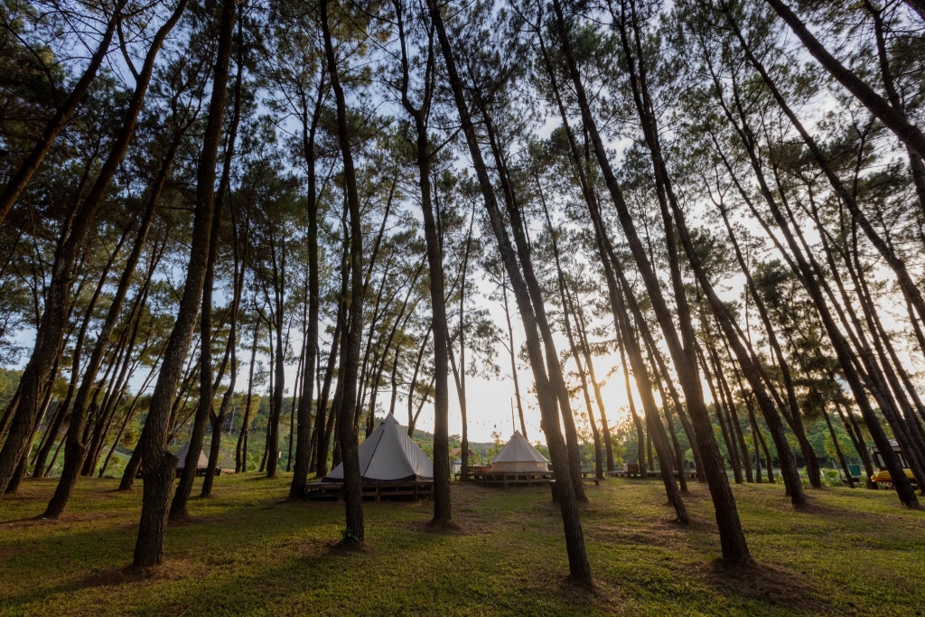 Khung cảnh cắm trại Green Pine Camp giữa rừng thông